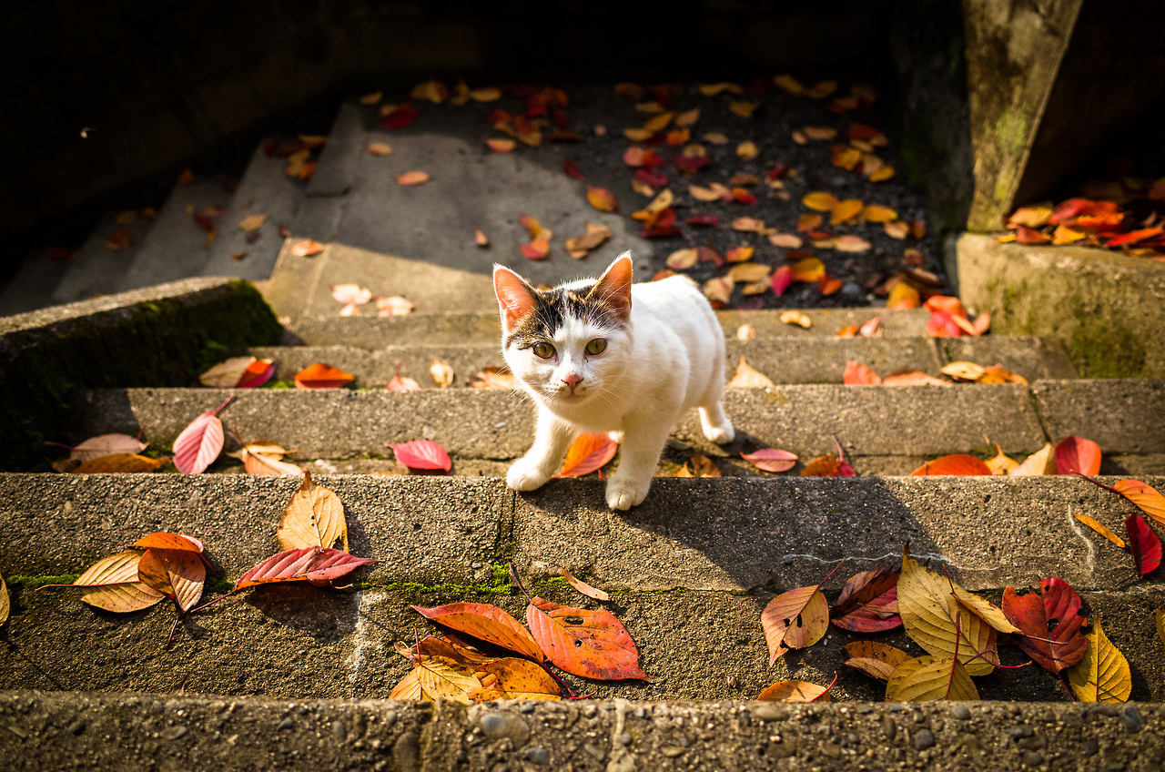 Cat on the steps