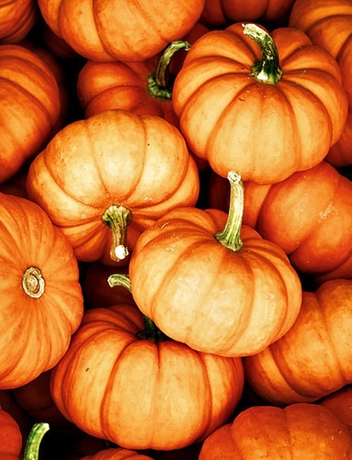 Pumpkins Pumpkins