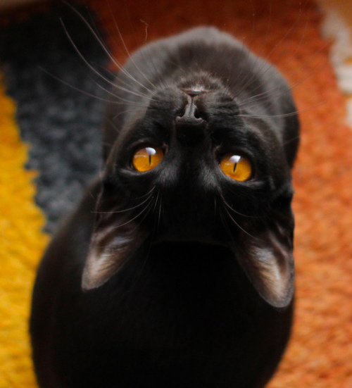Black cat Black cat