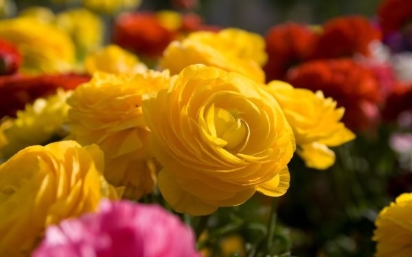 Pretty Yellow Roses Pretty Yellow Roses