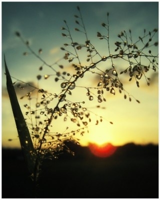 Morning dew Morning dew