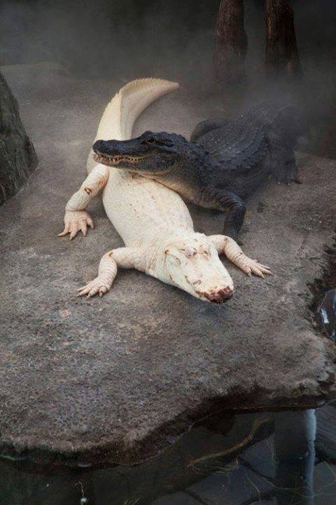 Black & White (Albino) Alligators Black & White (Albino) Alligators