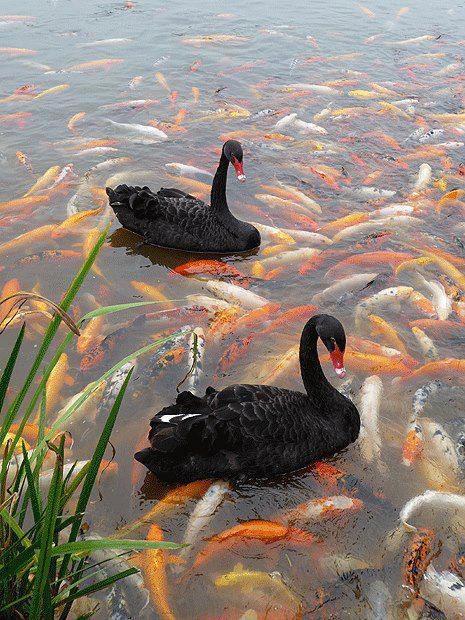 Black Swan and Koi