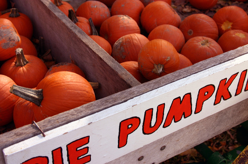 Pumpkins Pumpkins