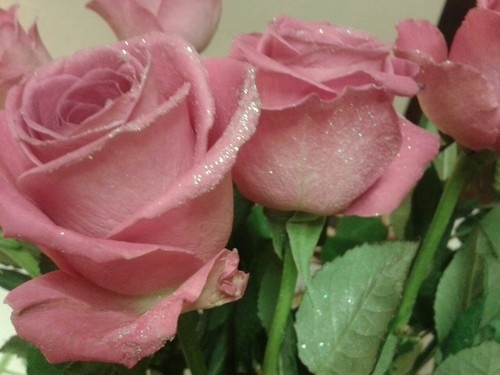 pink roses