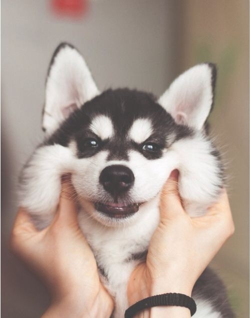 Say Cheese Say Cheese