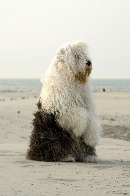 Sheepdog Sitting Pretty on the Beach Sheepdog Sitting Pretty on the Beach