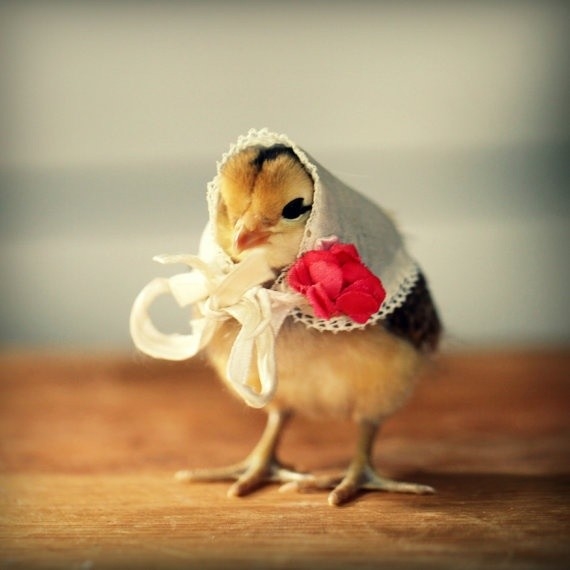 Fancy Bird Fancy Bird