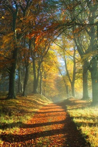 Autumn leaves
