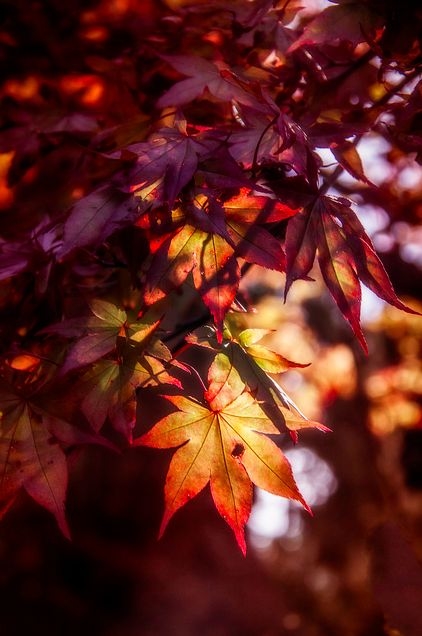 Autumn Shades..Just Beautiful Autumn Shades..Just Beautiful