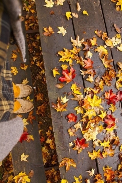 Autumn leaves