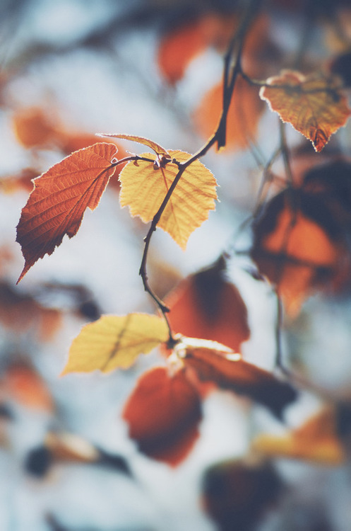 Fall leaves Fall leaves
