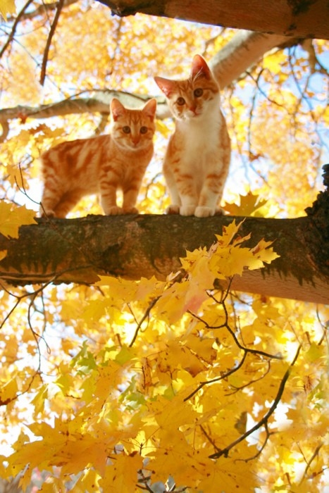 Autumn kitty Autumn kitty