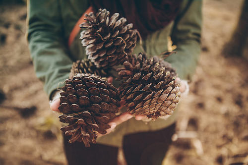 Huge pinecones Huge pinecones