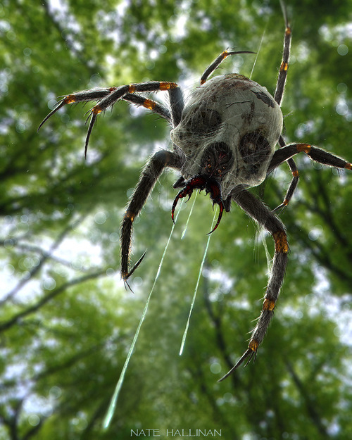 Spider skull Spider skull