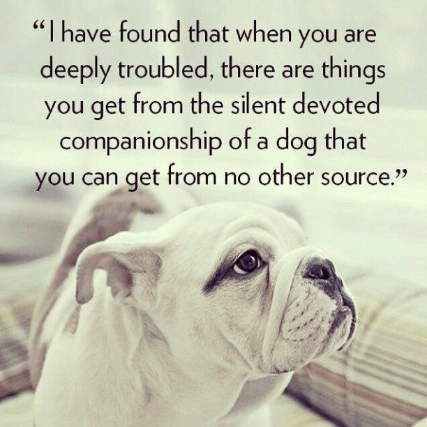 a dogs love
