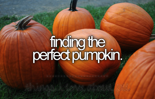 Finding the perfect pumpkin