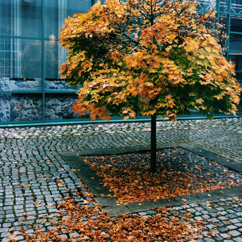 Fall tree