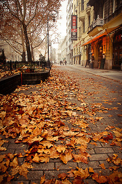 Leaves of the fall