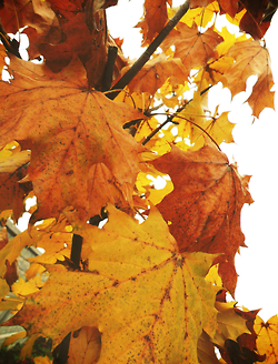 Fall leaves