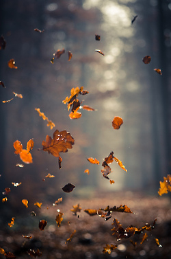 Falling leaves