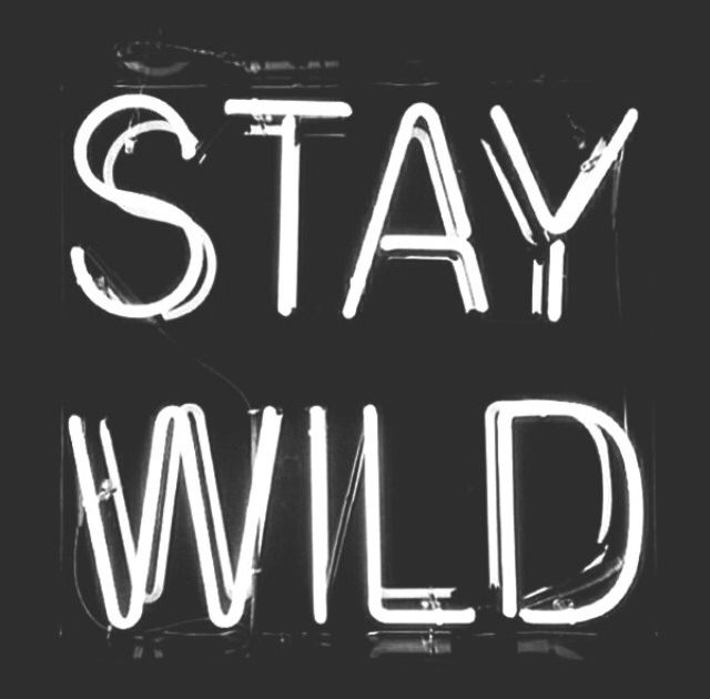 Stay Wild