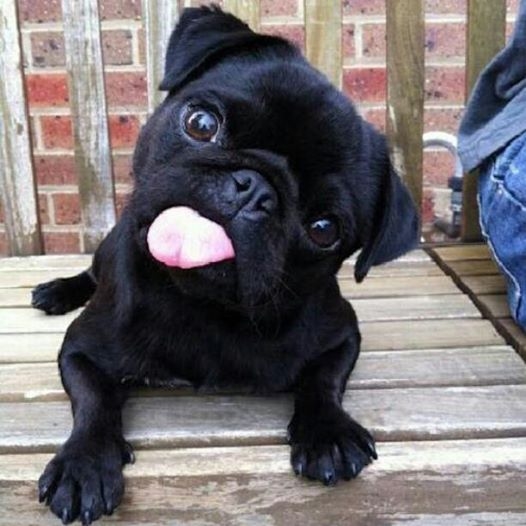 cute puppy