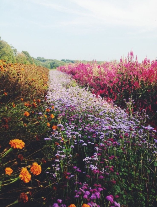Wildflowers Wildflowers