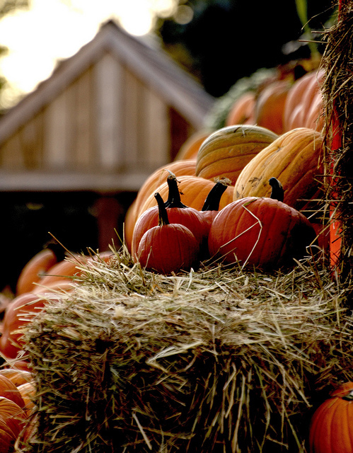 Pumpkin patch Pumpkin patch