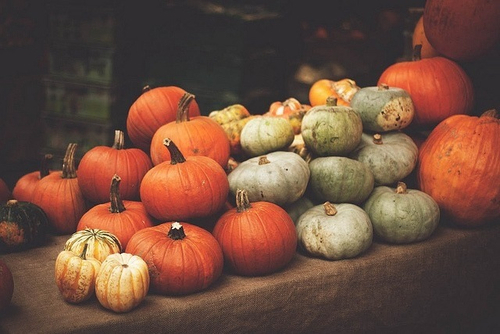 Pumpkin bunch