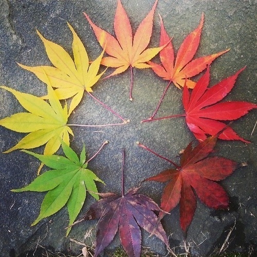 Colorful leaves Colorful leaves