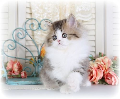 Absolutey Adorable Kitten Absolutey Adorable Kitten