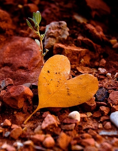 Heart shaped leaf Heart shaped leaf
