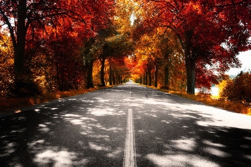 Path of autumn trees Path of autumn trees