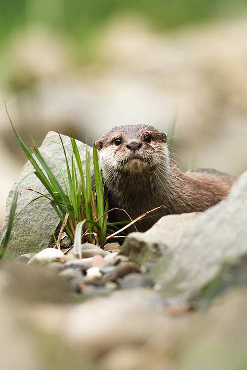 Cute animal