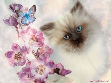 Beautiful RagDoll Kitten