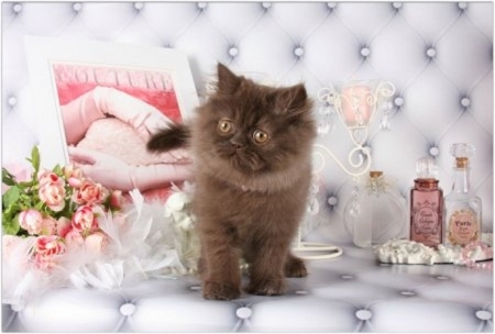 Gorgeous Brown Kitten Gorgeous Brown Kitten