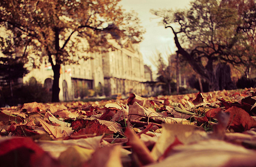 Fall leaves