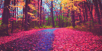 Colorful autumn