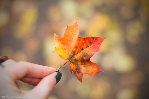 Autumn Leaf