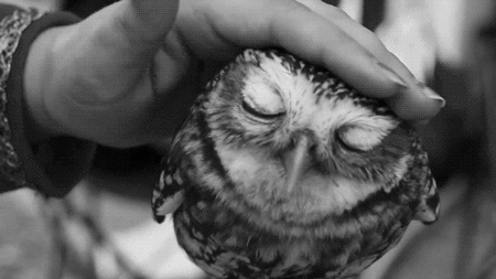 Cute owl