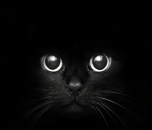 Black cat Black cat