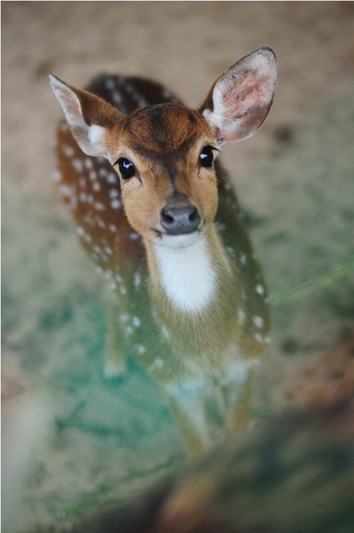 Deer