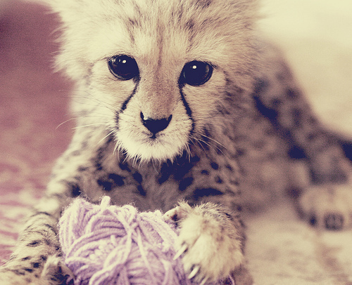 Baby cheetah