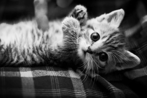 Cute Kitten Cute Kitten