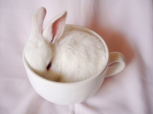 Bunny in a cup