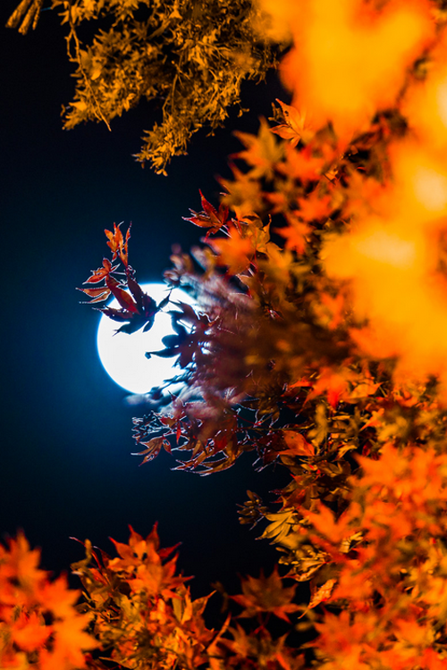 Autumn moon