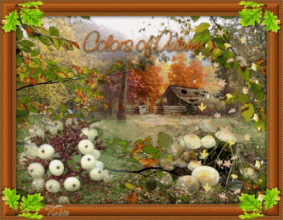 Colors of Autumn Colors of Autumn