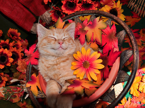 Cat Happy for Fall Cat Happy for Fall