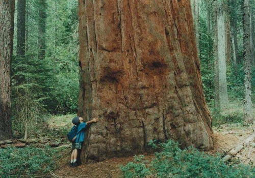 tree Hugger tree Hugger